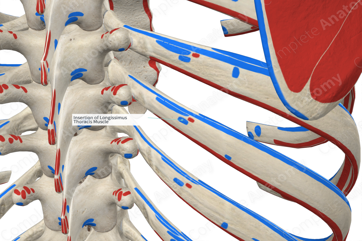 Insertion of Longissimus Thoracis Muscle