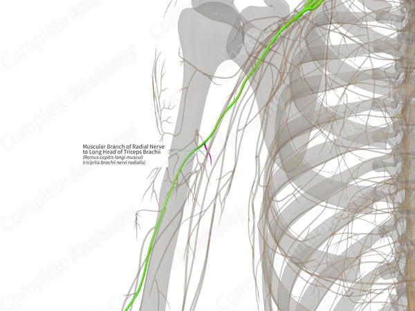 Muscular Branch of Radial Nerve to Long Head of Triceps Brachii (Left)