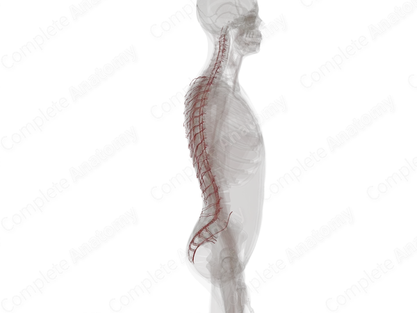 Arteries of Back