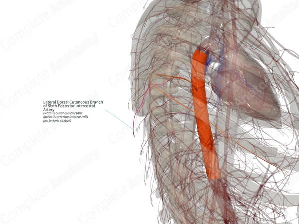 Lateral Dorsal Cutaneous Branch of Sixth Posterior Intercostal Artery (Left)