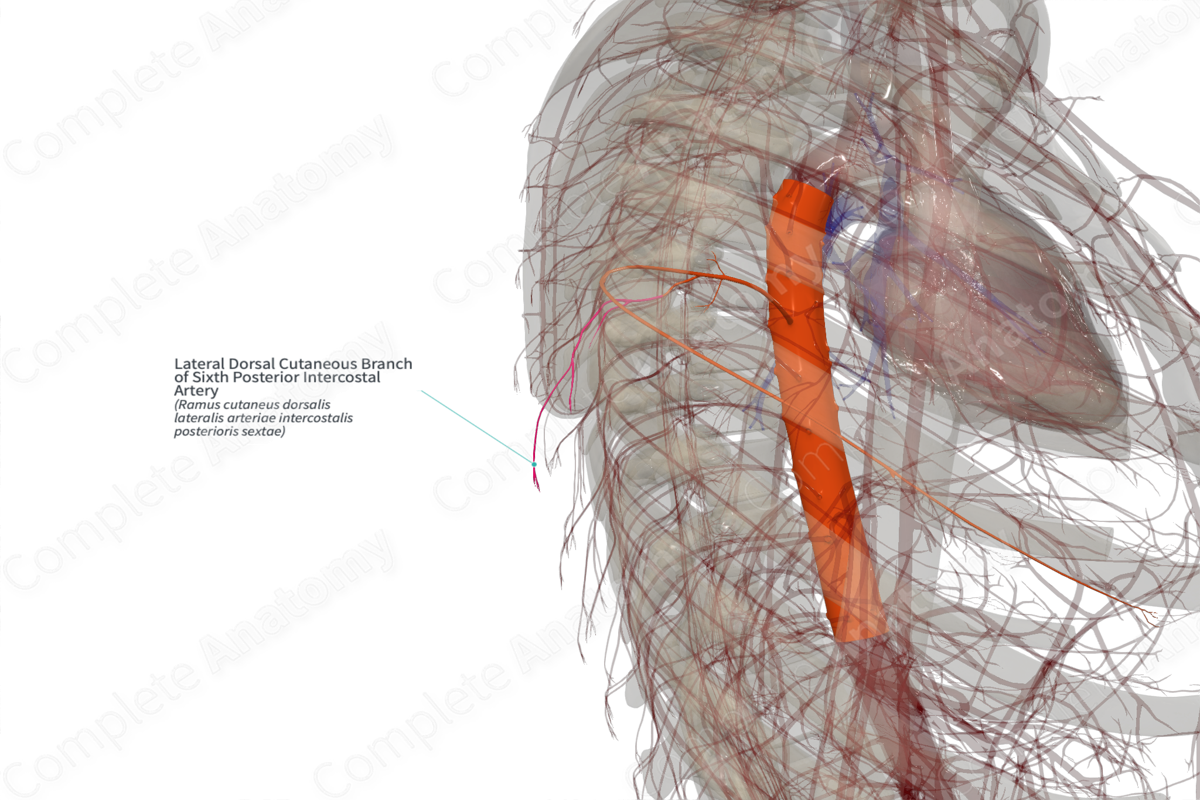 Lateral Dorsal Cutaneous Branch of Sixth Posterior Intercostal Artery (Left)