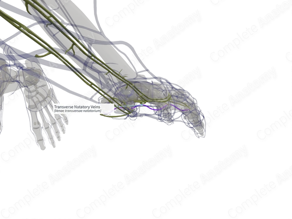 Transverse Natatory Veins (Left)