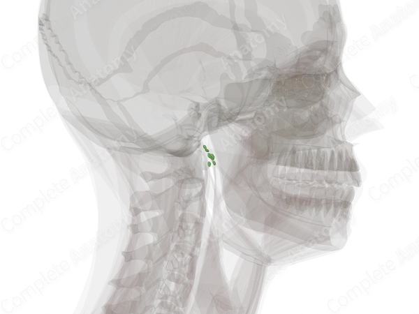 Deep Parotid Nodes (Left)