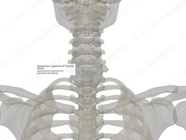 Suspensory Ligament of Thyroid Gland (Right)