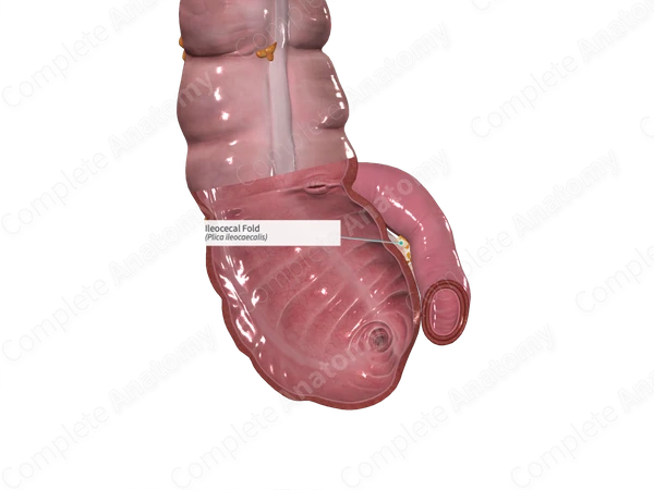 Ileocecal Fold