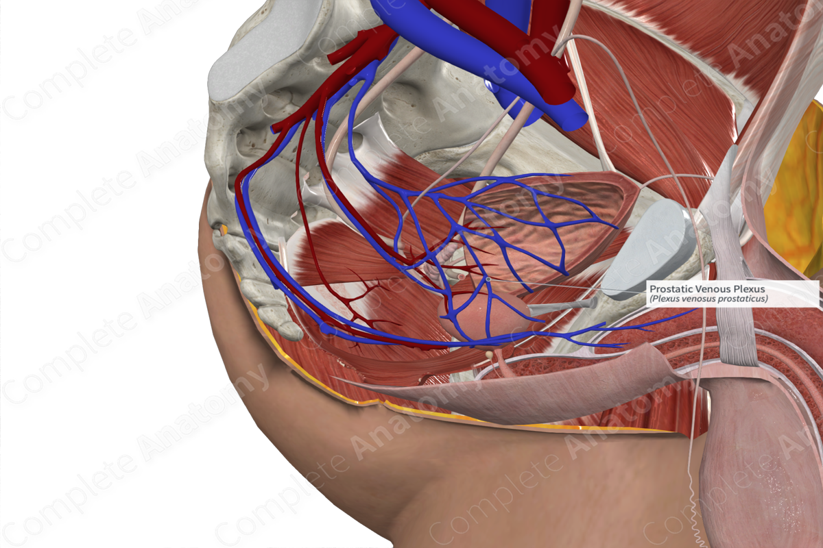 Prostatic Venous Plexus 