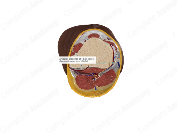 Articular Branches of Tibial Nerve