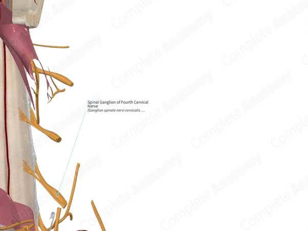 Spinal Ganglion of Fourth Cervical Nerve