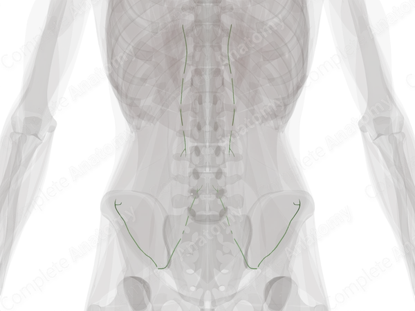 Deep Lymph Vessels of Abdominal Wall