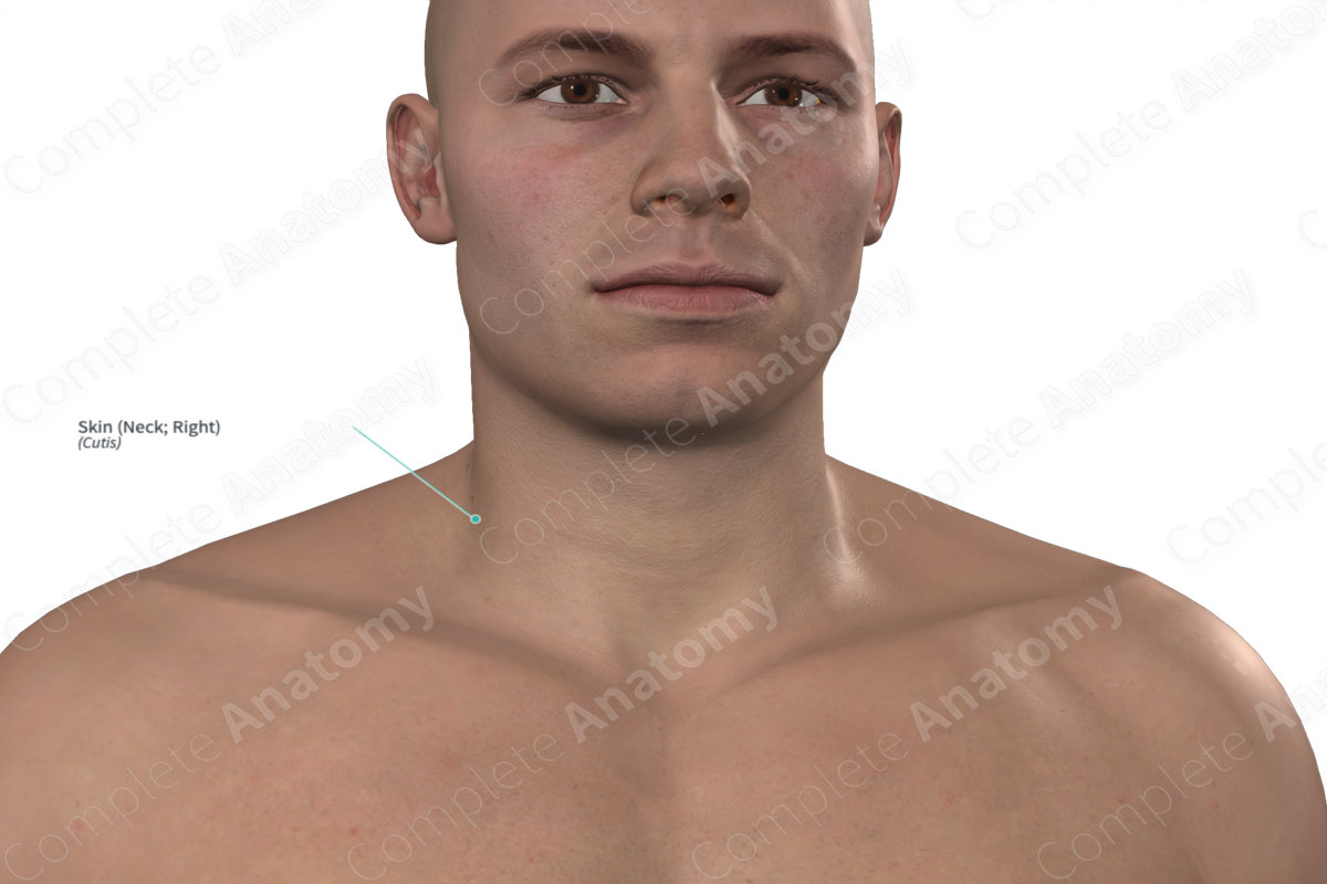 Skin (Neck; Right)