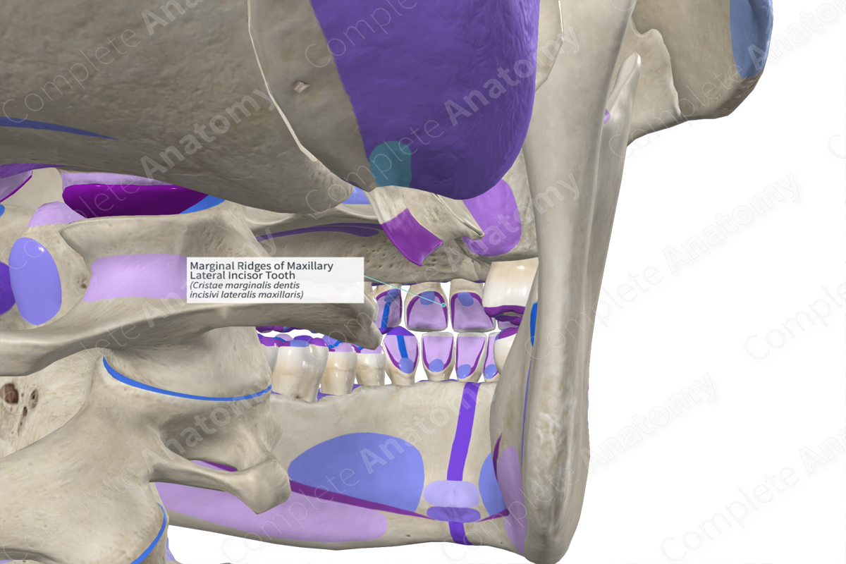 Marginal Ridges of Maxillary Lateral Incisor Tooth