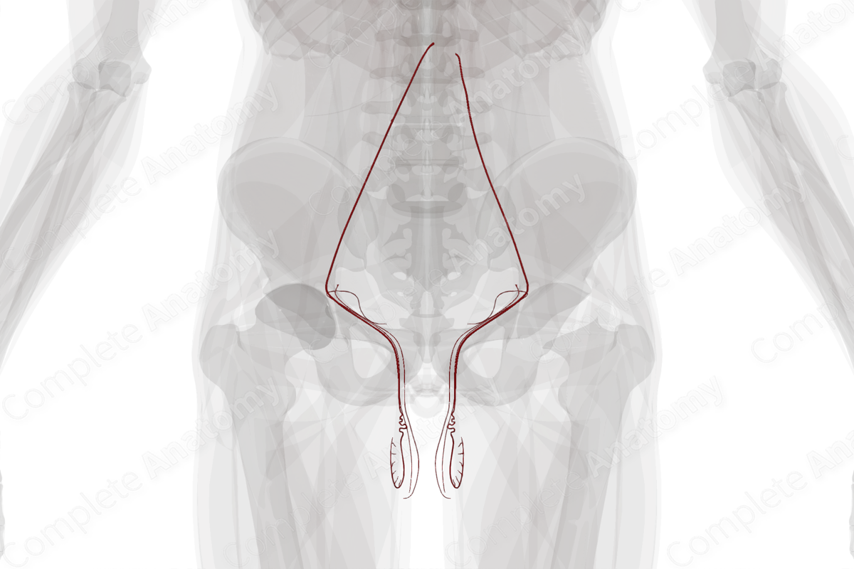 Arteries of Male Internal Genitalia