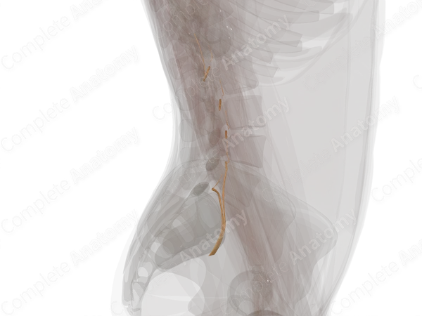 Anterior Rami of Lumbar Nerves (Left)