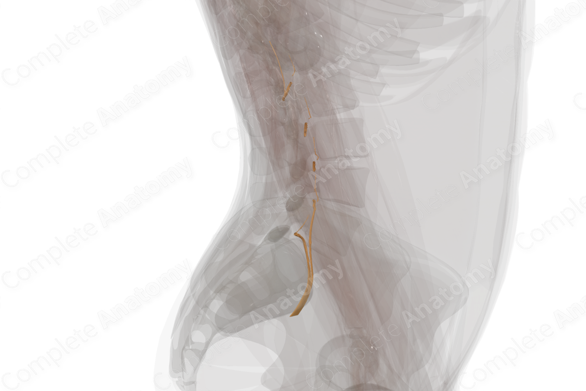 Anterior Rami of Lumbar Nerves (Left)