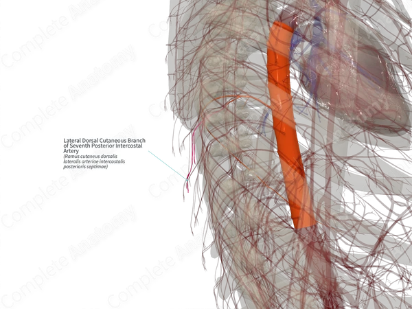 Lateral Dorsal Cutaneous Branch of Seventh Posterior Intercostal Artery (Right)