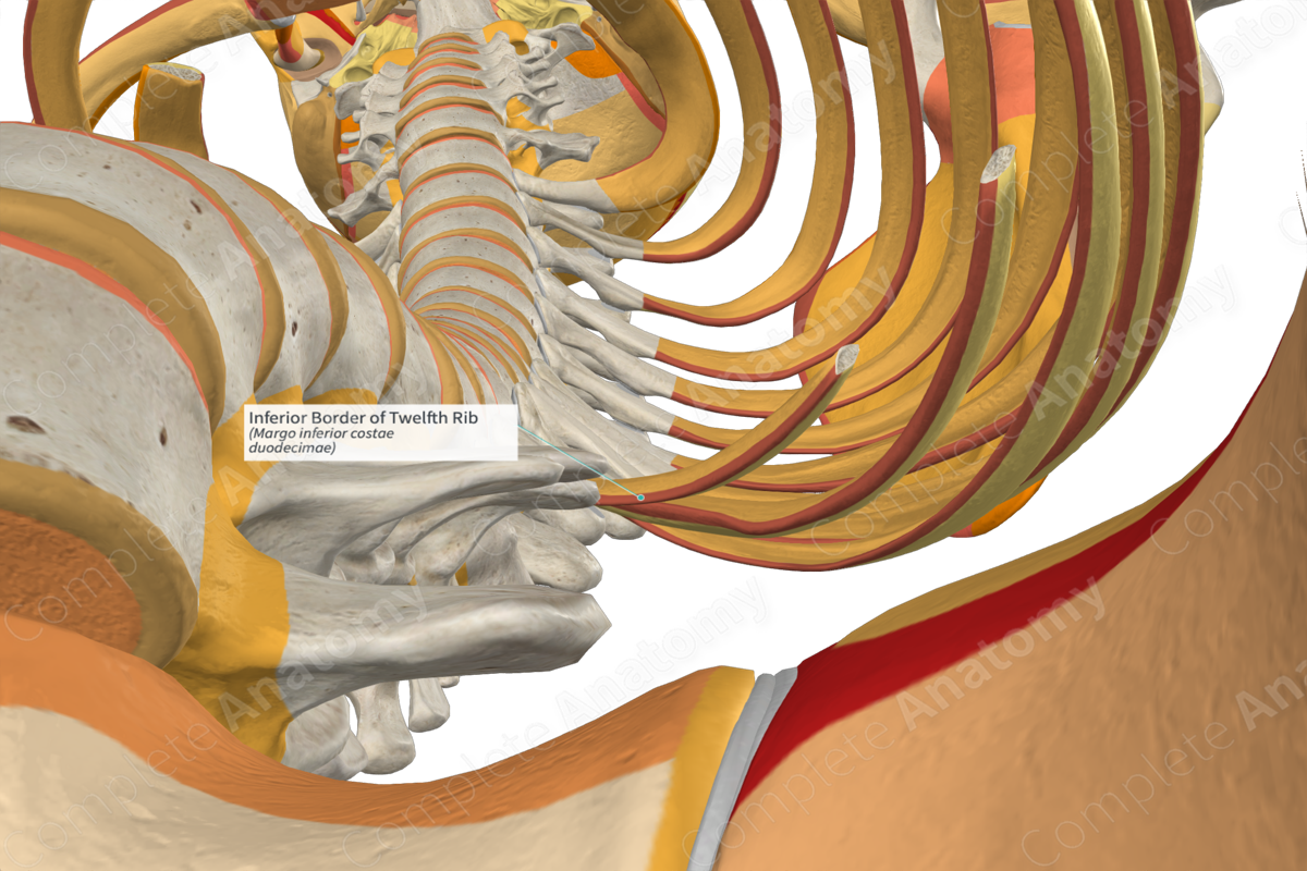 Inferior Border of Twelfth Rib