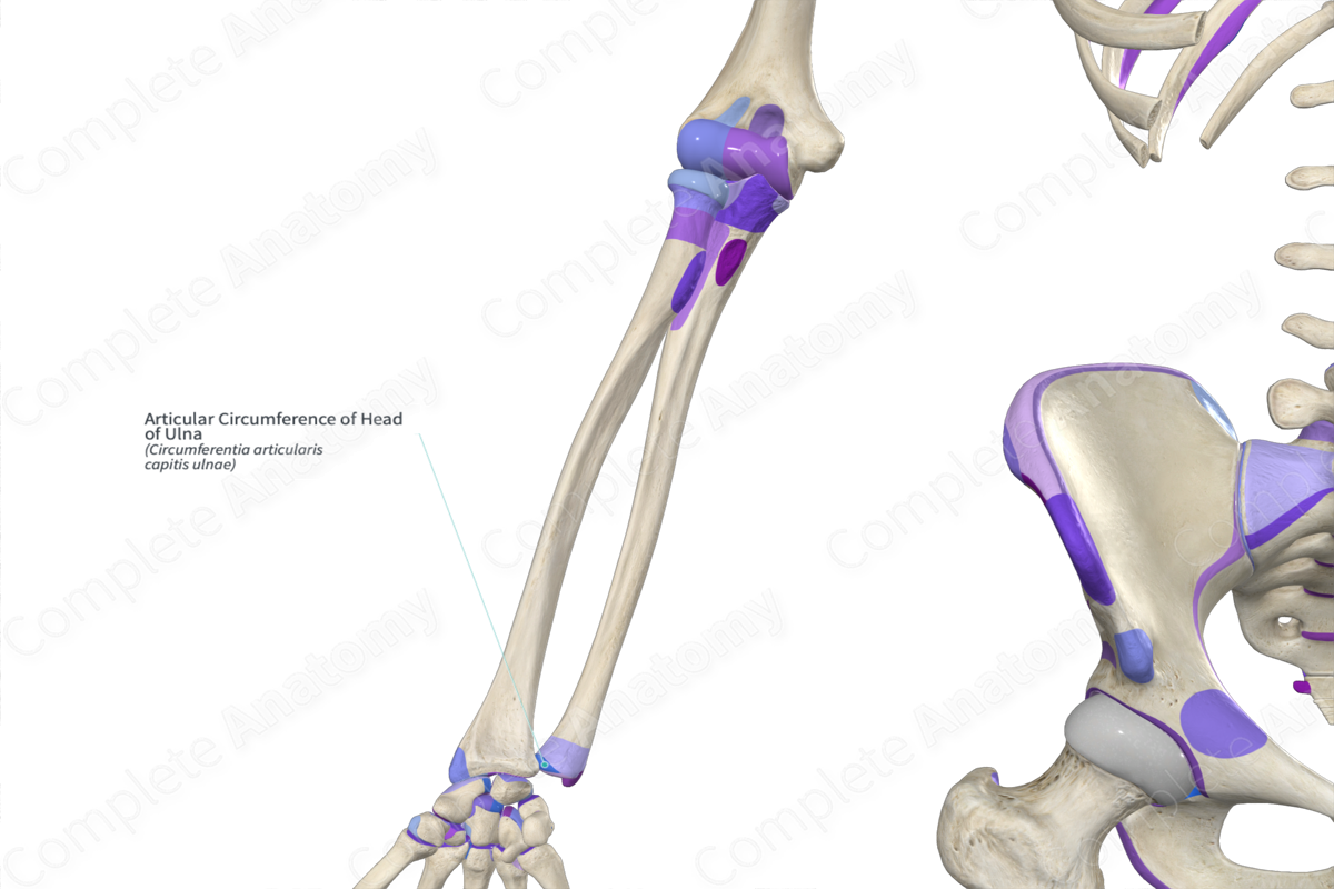 Articular Circumference of Head of Ulna Complete Anatomy