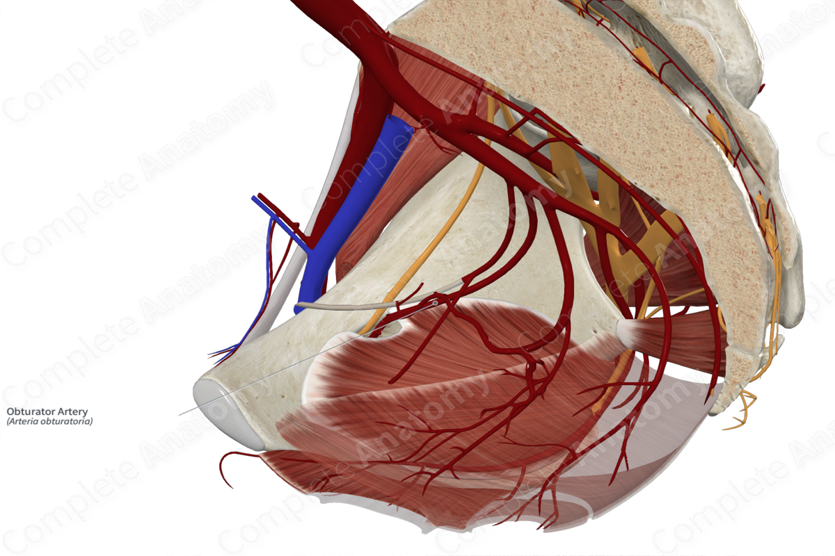 Obturator Artery 
