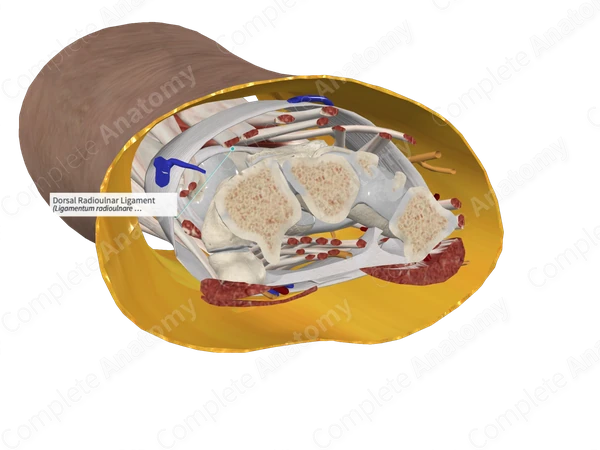Dorsal Radioulnar Ligament 
