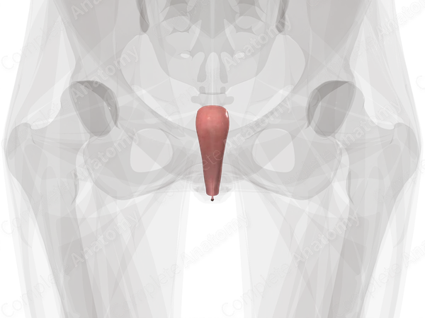 Vagina
