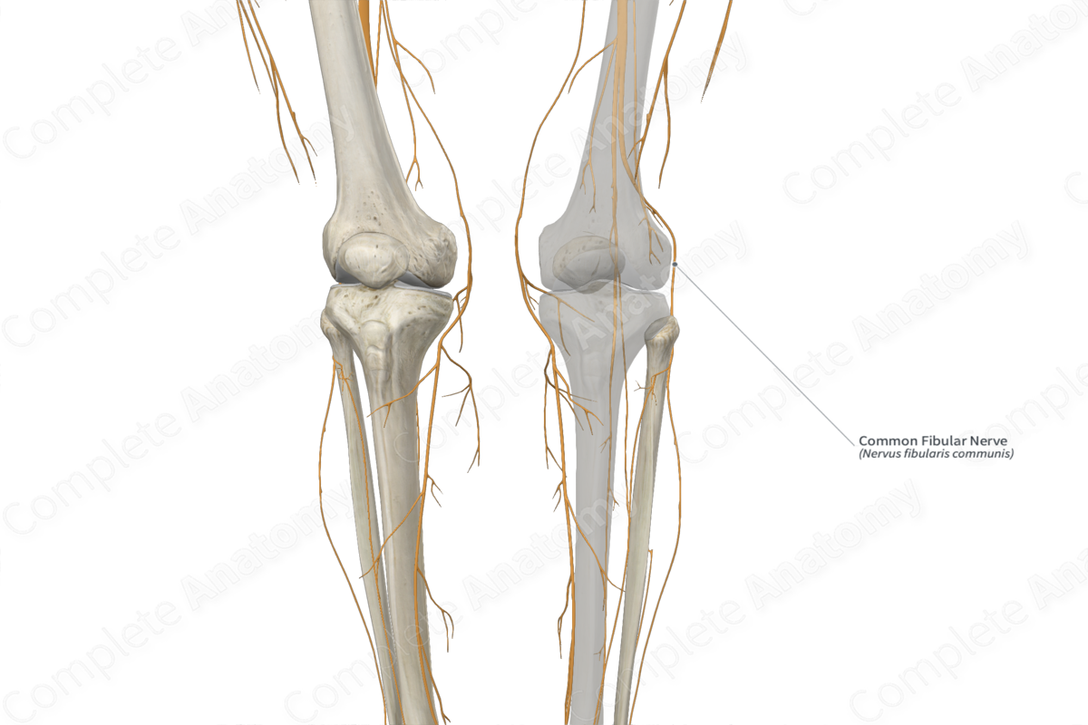 Common Fibular Nerve 