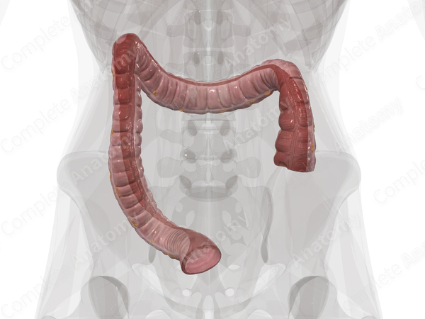 Colon