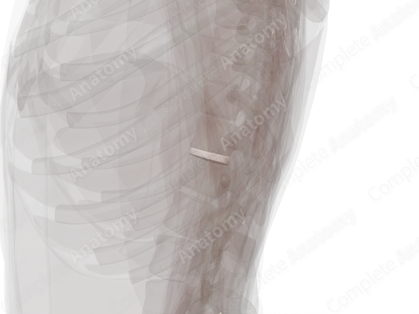 Intervertebral Disc (T11-T12)