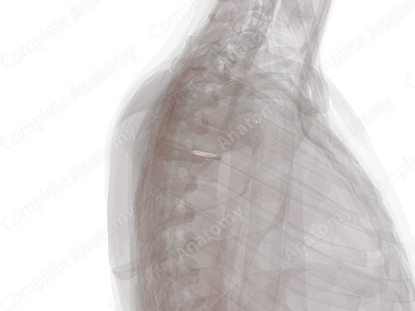 Intervertebral Symphysis (T4-T5)