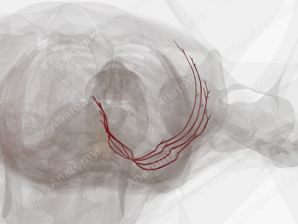Lumbar Arteries (Left)