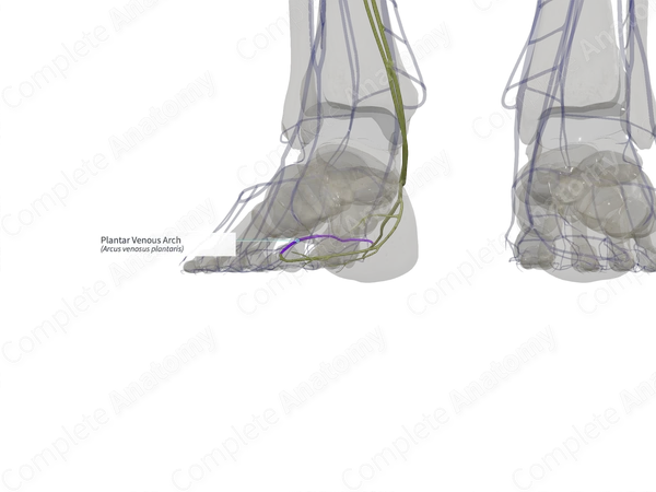 Plantar Venous Arch (Left)
