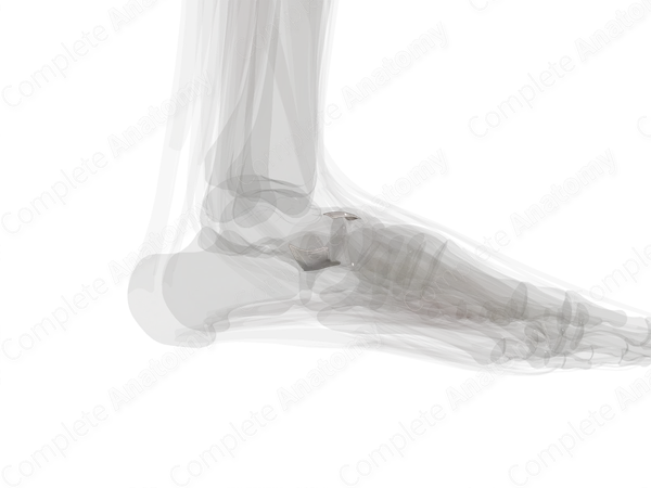 Talocalcaneonavicular Joint (Left)