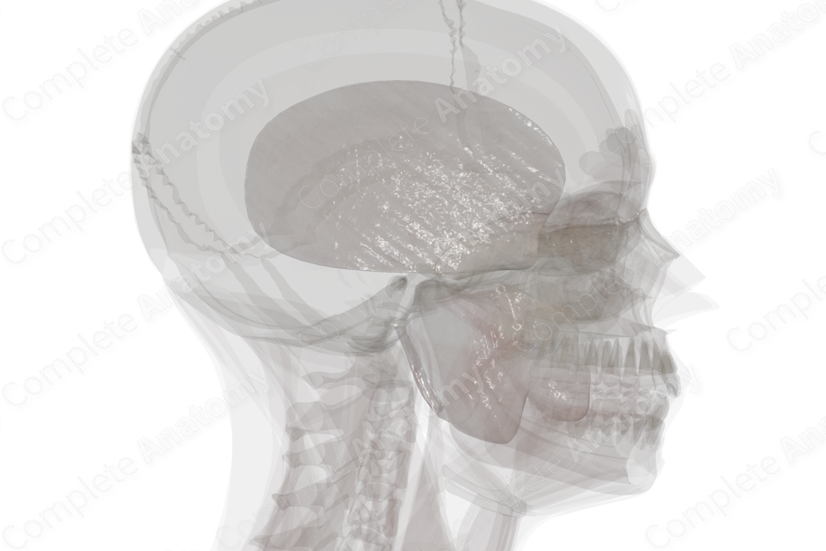 Deep Fascia of Head (Left)