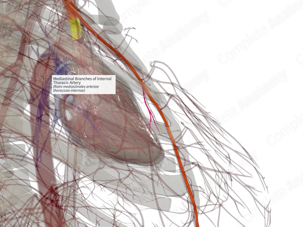 Mediastinal Branches of Internal Thoracic Artery (Right)