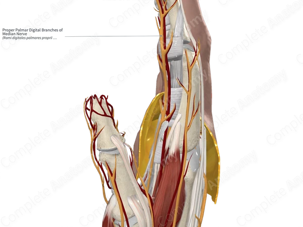 Proper Palmar Digital Branches of Median Nerve 