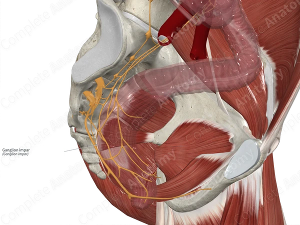 Ganglion impar