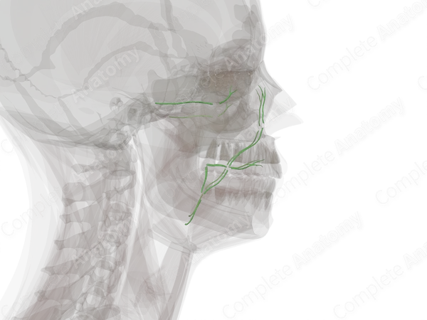 Facial Lymph Vessels