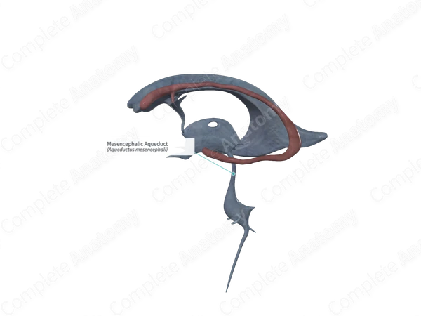 Mesencephalic Aqueduct 
