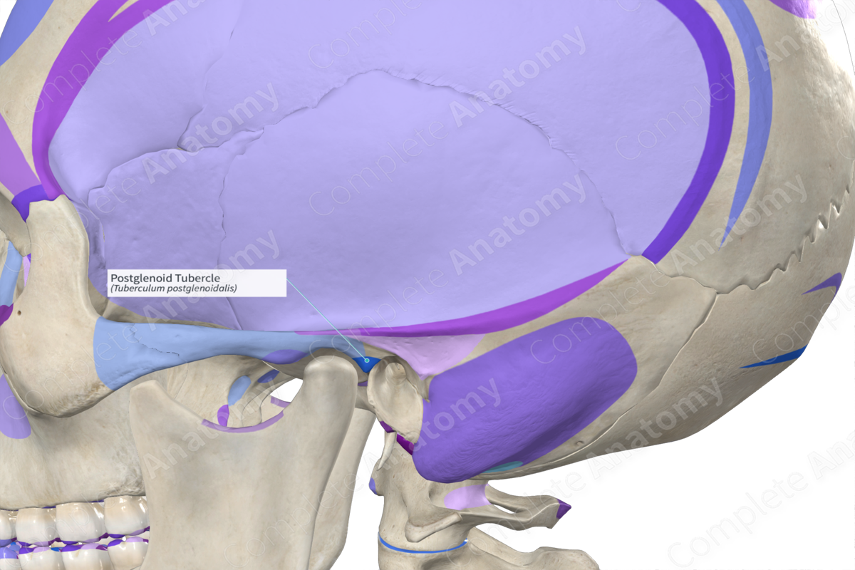 Postglenoid Tubercle | Complete Anatomy