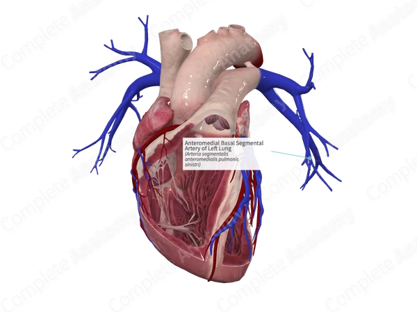 Anteromedial Basal Segmental Artery of Left Lung