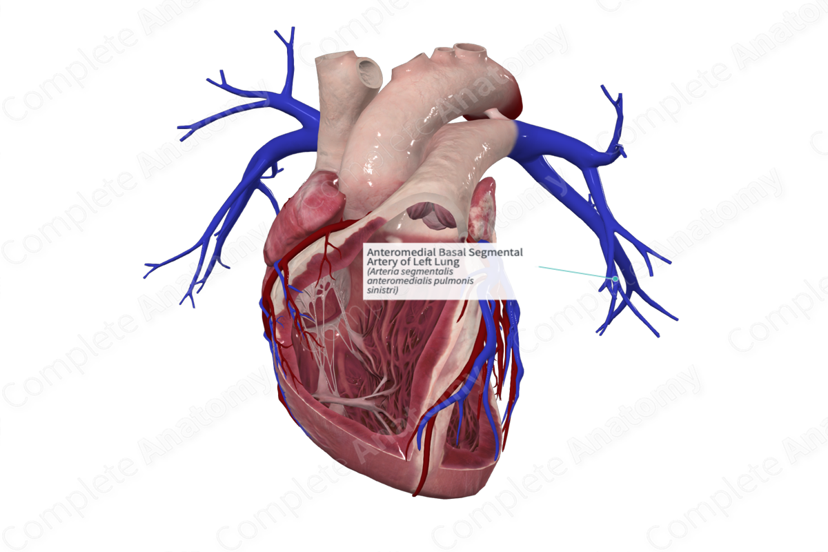 Anteromedial Basal Segmental Artery of Left Lung