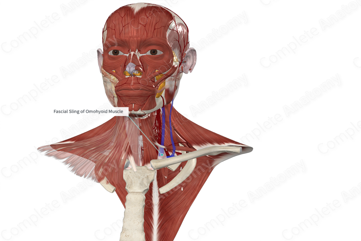 Fascial Sling of Omohyoid Muscle 