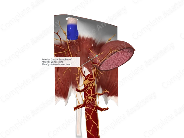 Anterior Gastric Branches of Anterior Vagal Trunk