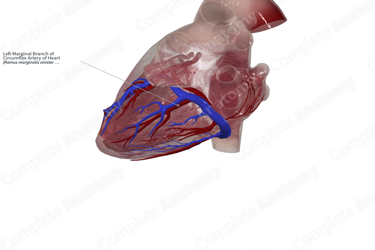 Left Marginal Branch of Circumflex Artery of Heart