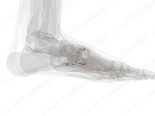 Tarsometatarsal Joints (Left)