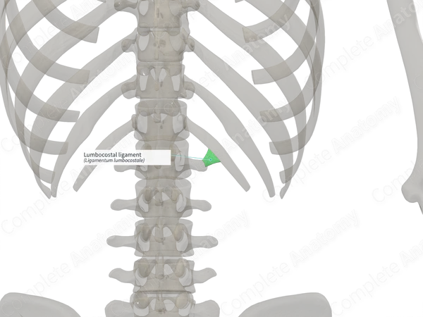 Lumbocostal ligament (Right)
