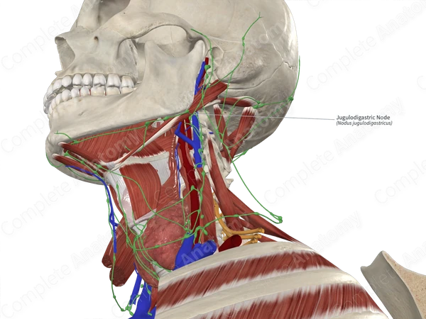 Jugulodigastric Node