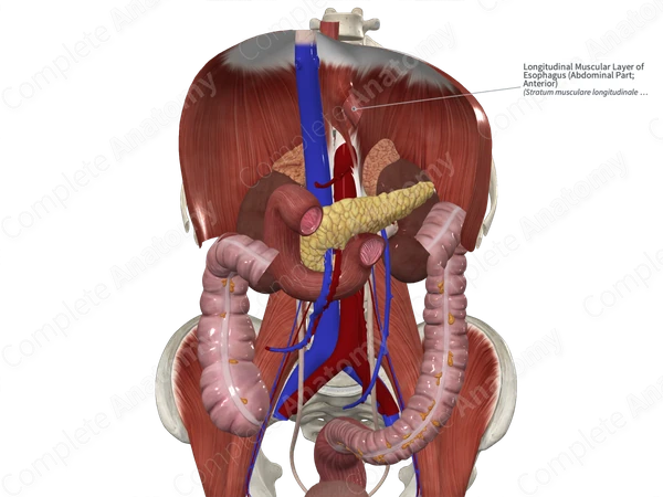 Longitudinal Muscular Layer of Esophagus (Abdominal Part; Anterior)
