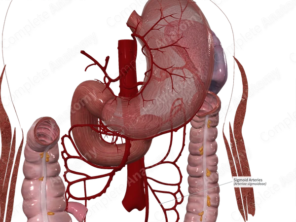 Sigmoid Arteries
