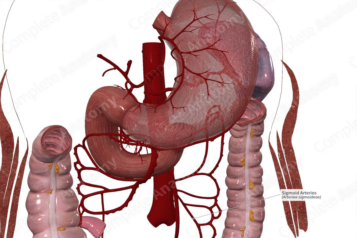 Sigmoid Arteries