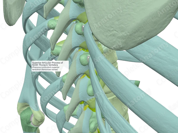 Superior Articular Process of Ninth Thoracic Vertebra (Left)